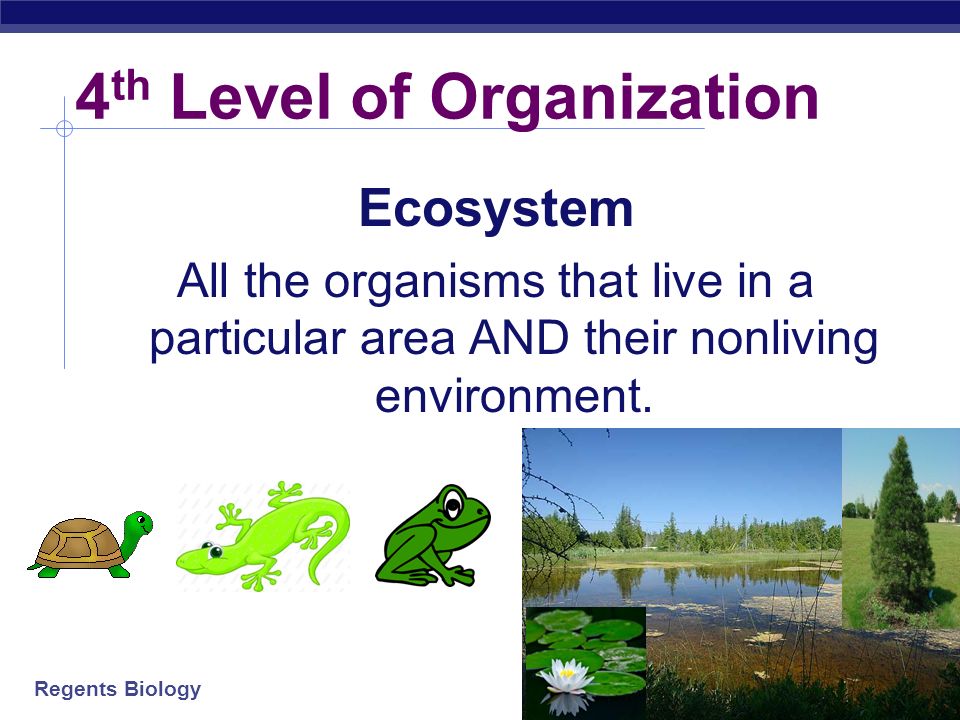 Regents Biology 3 rd Level of Organization Community - populations of different species that live in the same area Feeding relationships Community