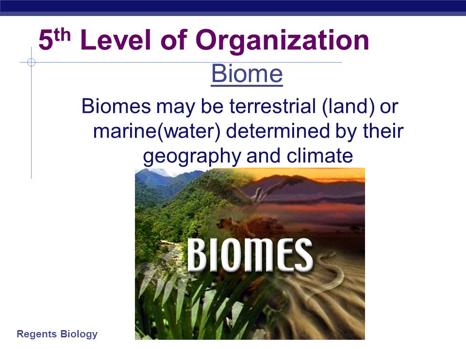 Regents Biology 5 th Level of Organization Biome Click meClick me a group of ecosystems that have the same climate and similar dominant communities.