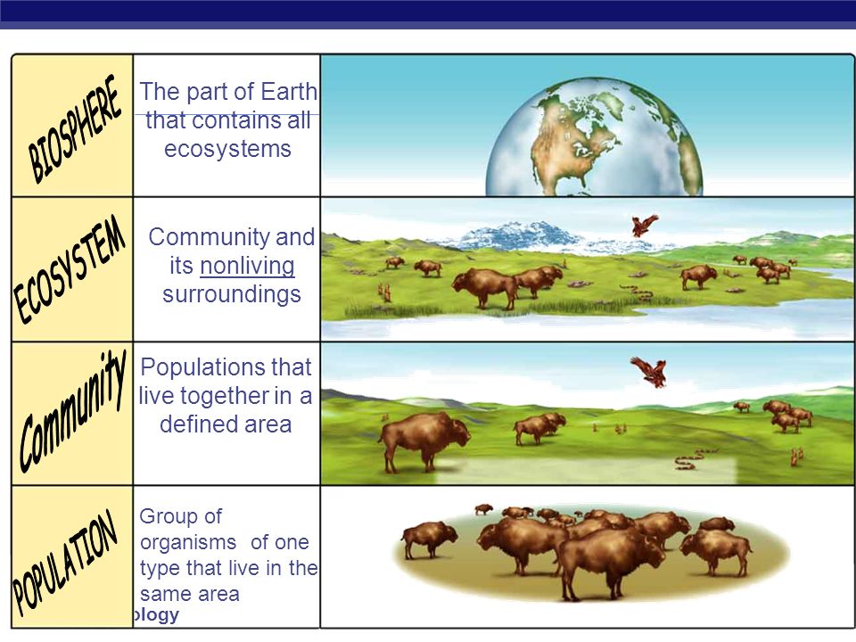 Regents Biology 6 th Level of Organization: Biosphere = Earth (Bio =living Sphere = Earth… Living Earth)