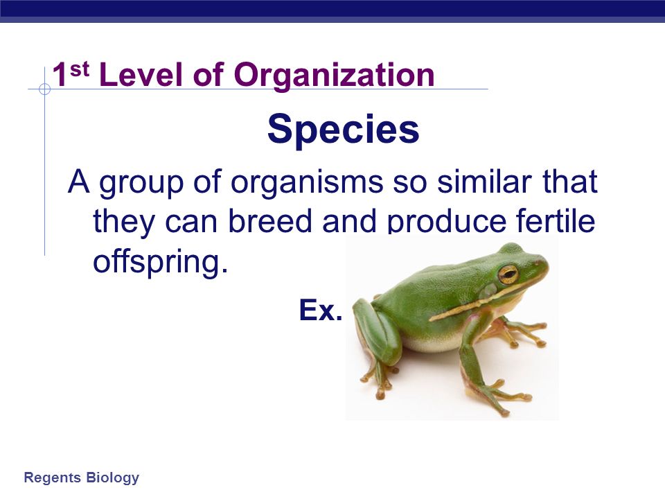 Regents Biology Levels of Organization