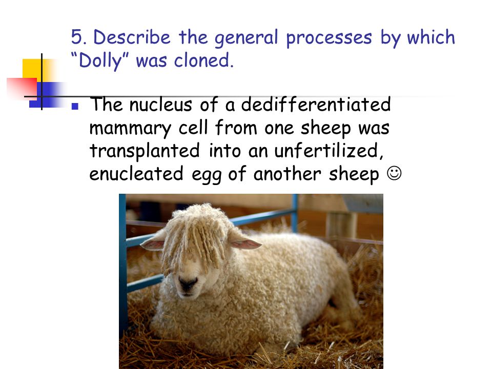 5. Describe the general processes by which Dolly was cloned.