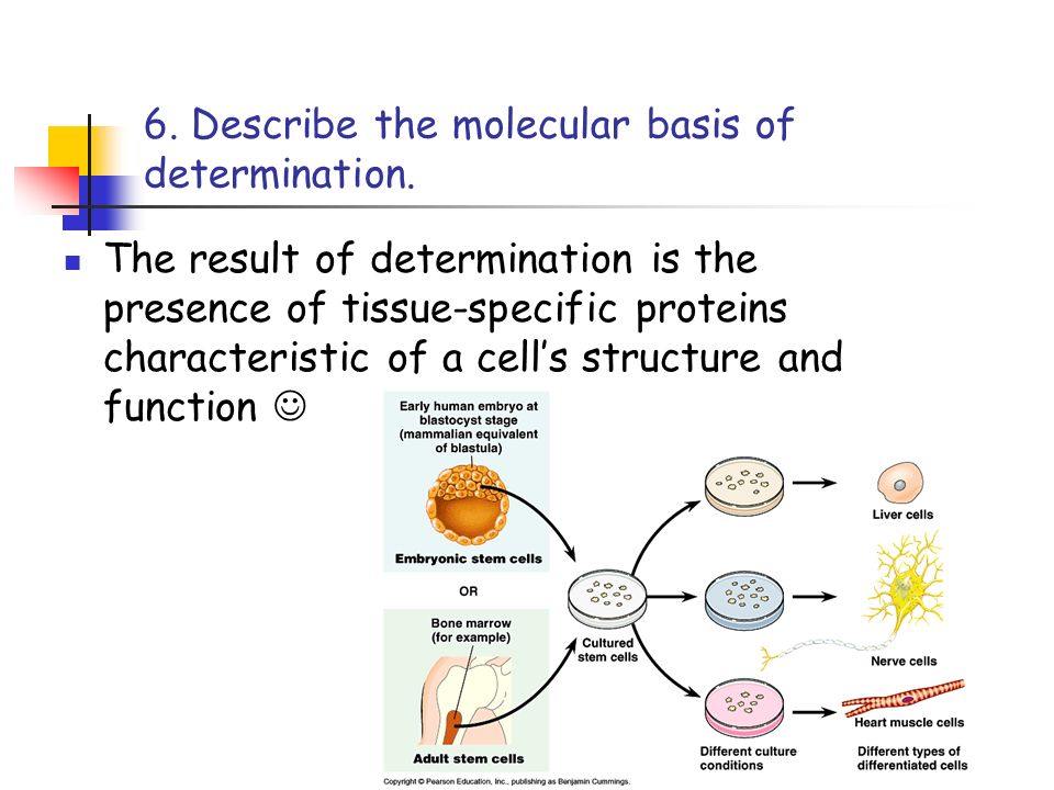 6. Describe the molecular basis of determination.