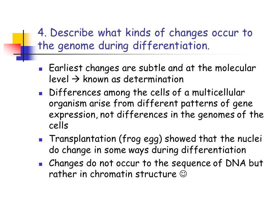 4. Describe what kinds of changes occur to the genome during differentiation.