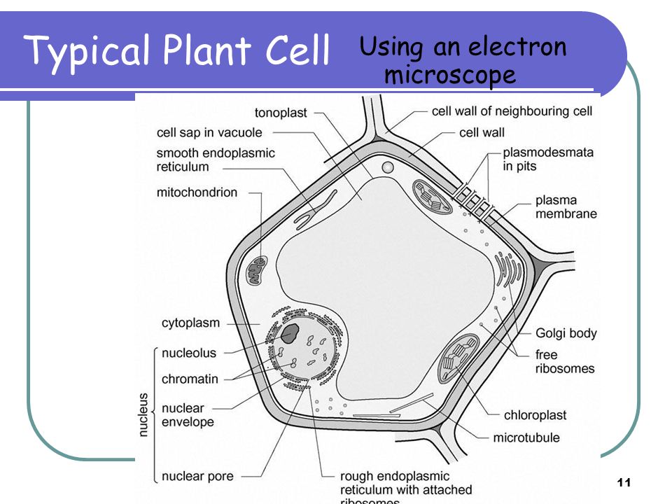 Higher Biology Cell Ultrastructure 2 By The End Of This Lesson You Should Be Able To Know What An Organelle Is Recognise The Following Ribosomes Ppt Download