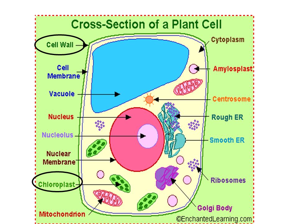 Topic Cells Aim Describe The Different Cell Organelles And Their Functions Do Now Explain What Organisms Consist Of Hw Read P 39 Write A Paragraph Ppt Download