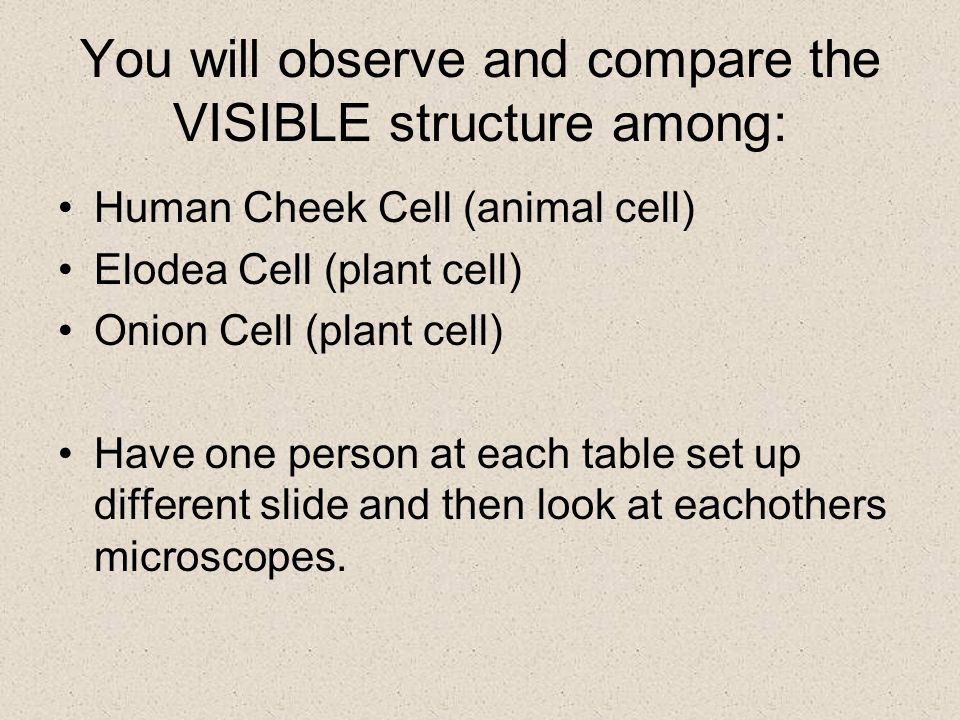 You will observe and compare the VISIBLE structure among: Human Cheek Cell (animal cell) Elodea Cell (plant cell) Onion Cell (plant cell) Have one person at each table set up different slide and then look at eachothers microscopes.