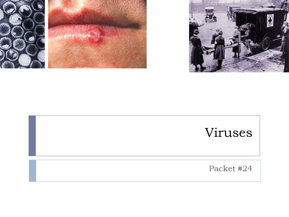 Viruses Packet #24