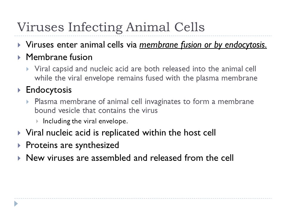 Viruses Infecting Animal Cells  Viruses enter animal cells via membrane fusion or by endocytosis.