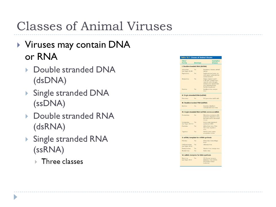 Classes of Animal Viruses  Viruses may contain DNA or RNA  Double stranded DNA (dsDNA)  Single stranded DNA (ssDNA)  Double stranded RNA (dsRNA)  Single stranded RNA (ssRNA)  Three classes
