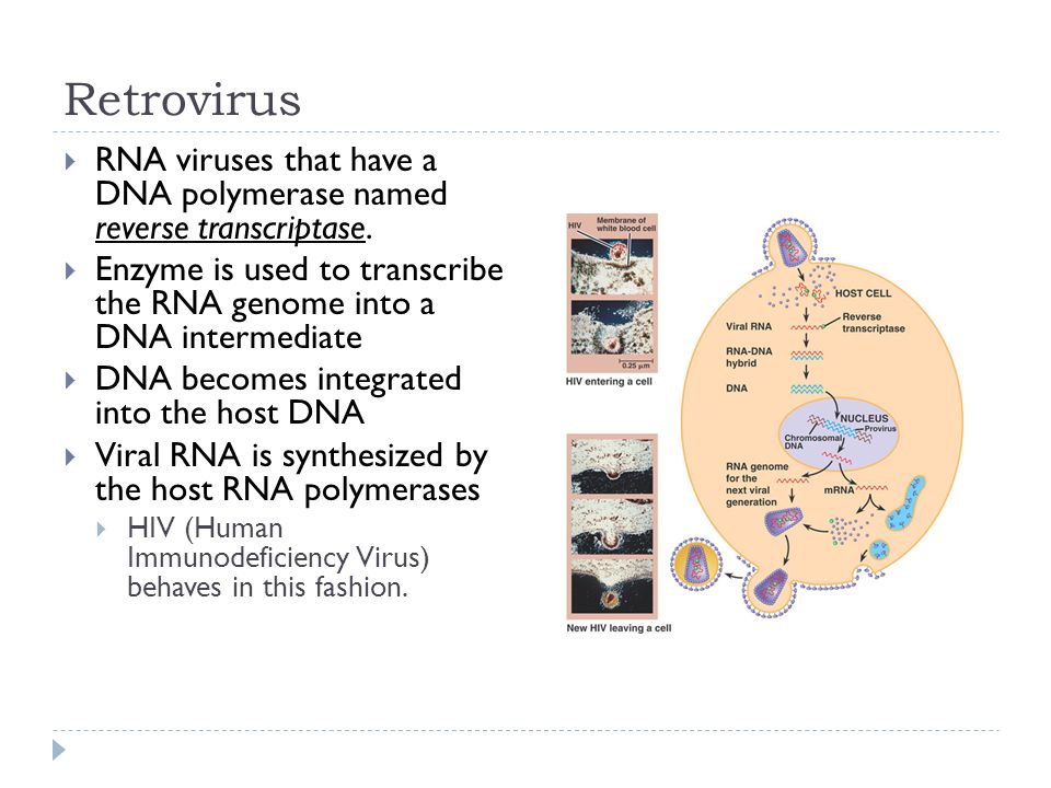 Retrovirus  RNA viruses that have a DNA polymerase named reverse transcriptase.