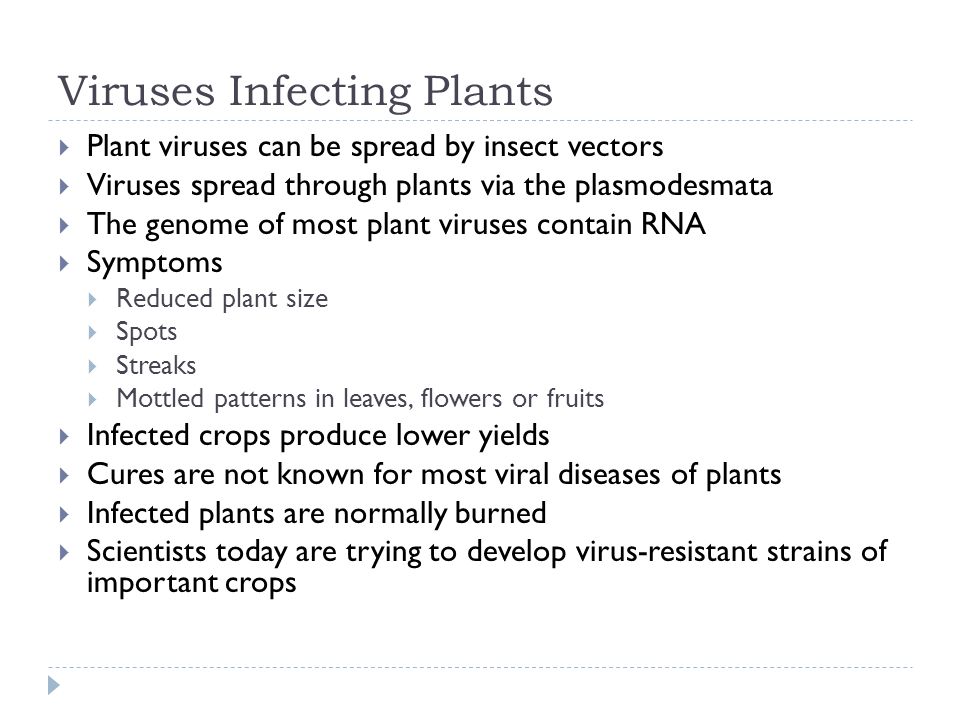 Viruses Infecting Plants  Plant viruses can be spread by insect vectors  Viruses spread through plants via the plasmodesmata  The genome of most plant viruses contain RNA  Symptoms  Reduced plant size  Spots  Streaks  Mottled patterns in leaves, flowers or fruits  Infected crops produce lower yields  Cures are not known for most viral diseases of plants  Infected plants are normally burned  Scientists today are trying to develop virus-resistant strains of important crops
