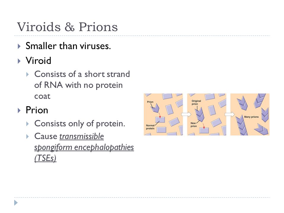 Viroids & Prions  Smaller than viruses.
