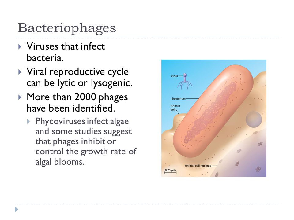 Bacteriophages  Viruses that infect bacteria.