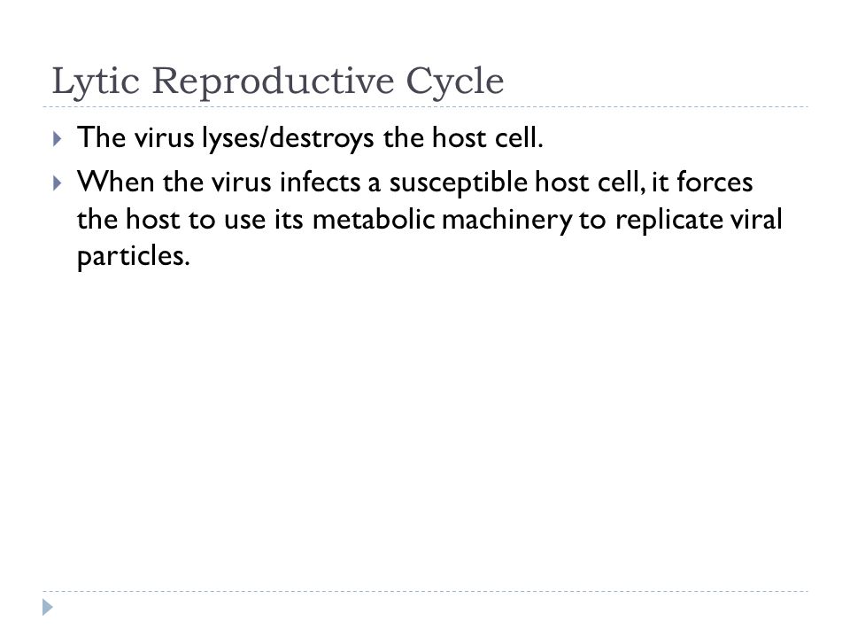 Lytic Reproductive Cycle  The virus lyses/destroys the host cell.