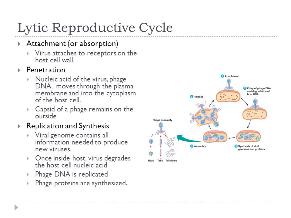 Lytic Reproductive Cycle  Attachment (or absorption)  Virus attaches to receptors on the host cell wall.