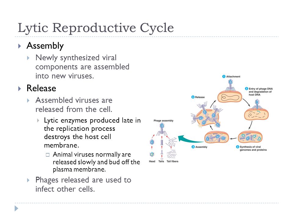 Lytic Reproductive Cycle  Assembly  Newly synthesized viral components are assembled into new viruses.