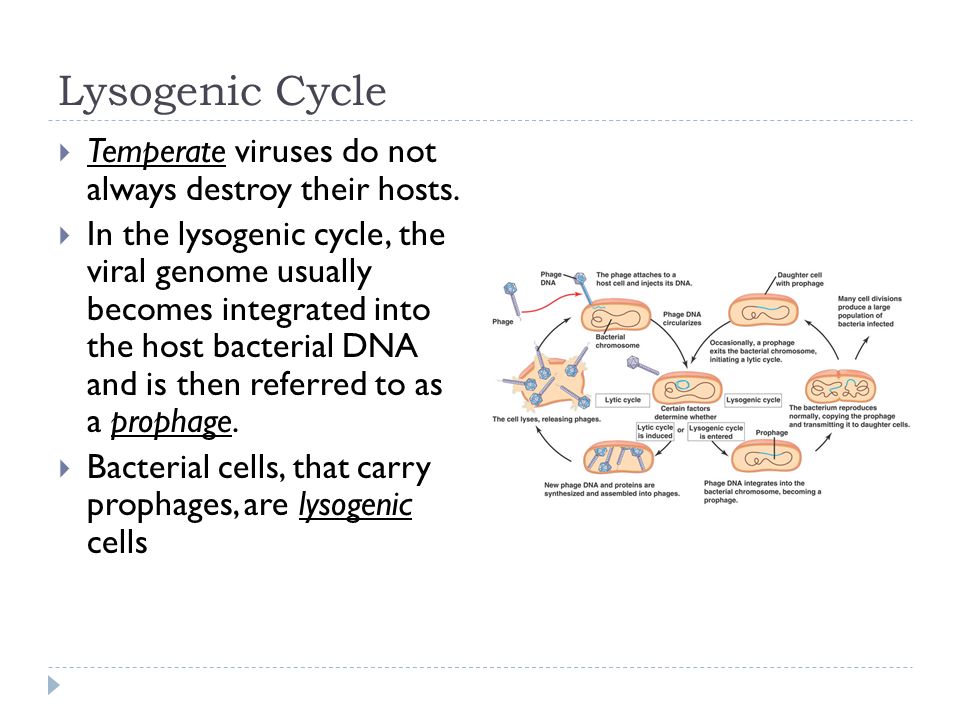 Lysogenic Cycle  Temperate viruses do not always destroy their hosts.