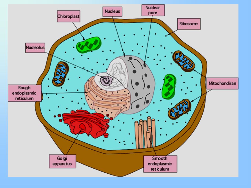 Митохондрии у прокариот. Eukaryotic Cell. Eukaryotic Cell structure. Mitochondria of animal Cell. Mitochondria in an animal Cell.