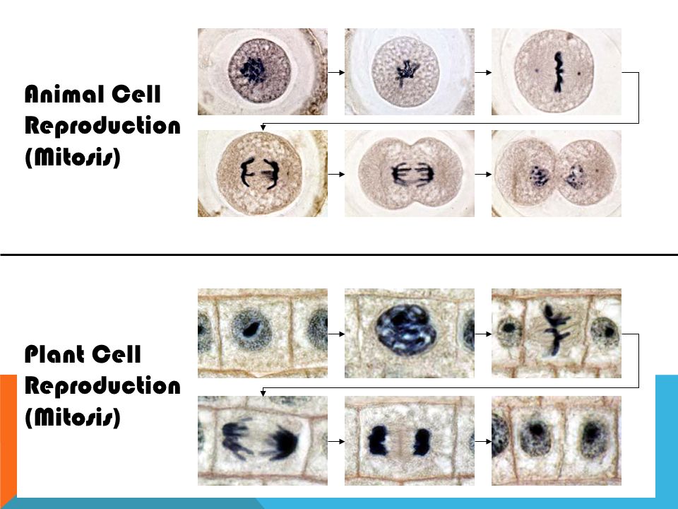 MITOSIS AN ANIMATION OF CELL DIVISION BY: MRS. MILLER. - ppt download