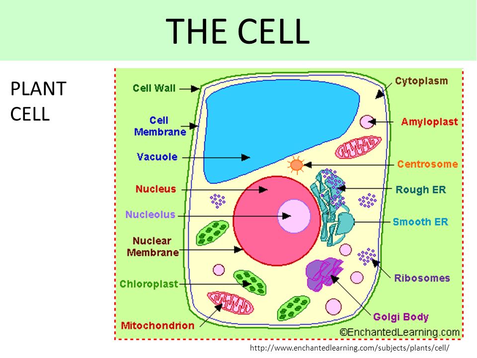 Featured image of post Enchantedlearning com Animal Cell Printout label the animal cell below using the animal cell glossary below