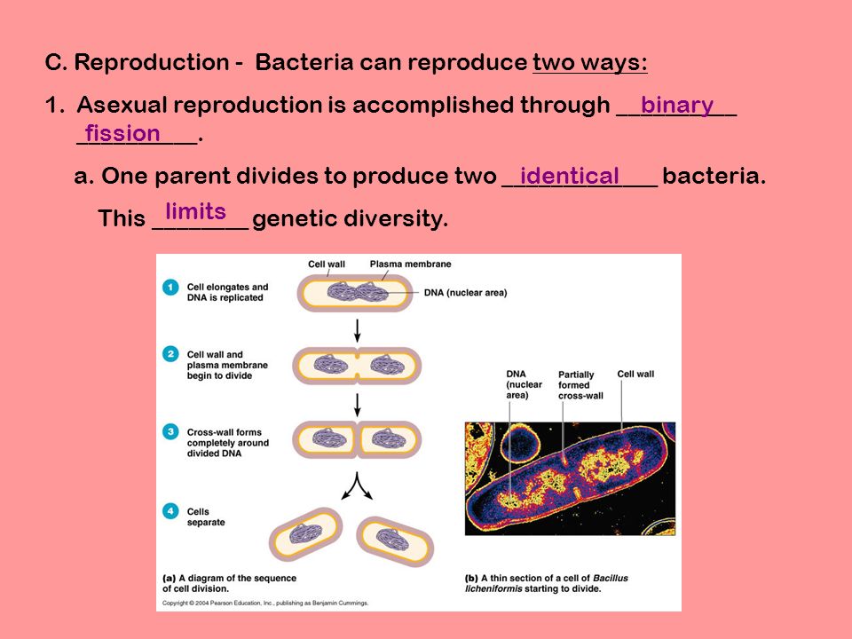 Dating someone in the army reserves Asexual reproduction bacteria called mrsa