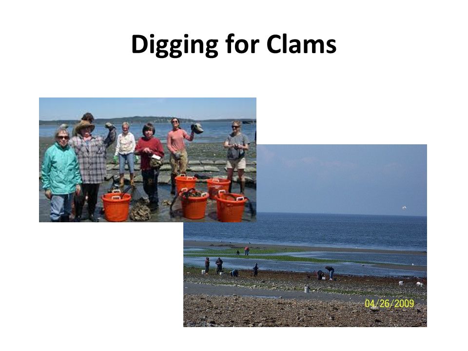 Digging for Clams