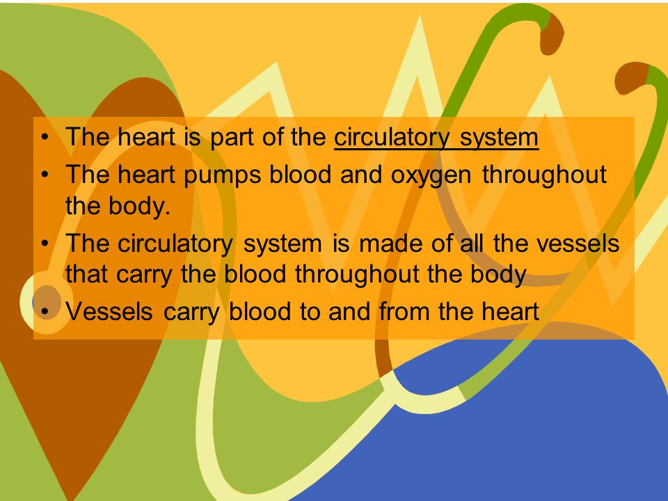 The heart is part of the circulatory system The heart pumps blood and oxygen throughout the body.