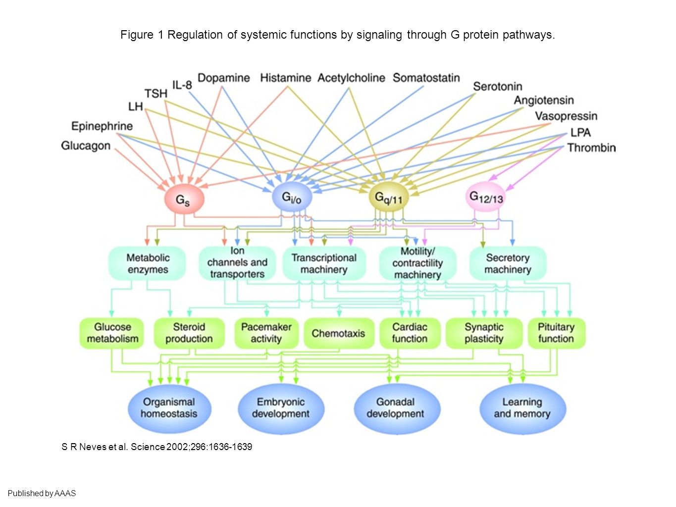 Соматостатин рецепторы. Acetylcholine and Memory. Regulatory System. Schematic diagram of Protein Production. 01 reg