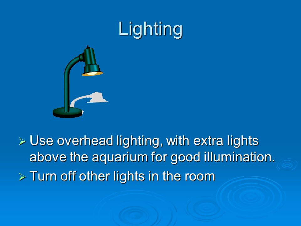 Lighting  Use overhead lighting, with extra lights above the aquarium for good illumination.