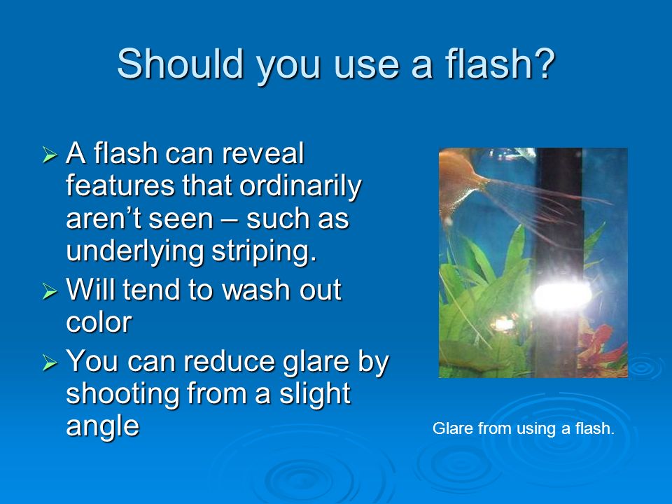 Should you use a flash.