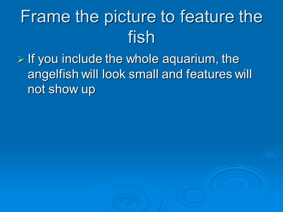 Frame the picture to feature the fish  If you include the whole aquarium, the angelfish will look small and features will not show up