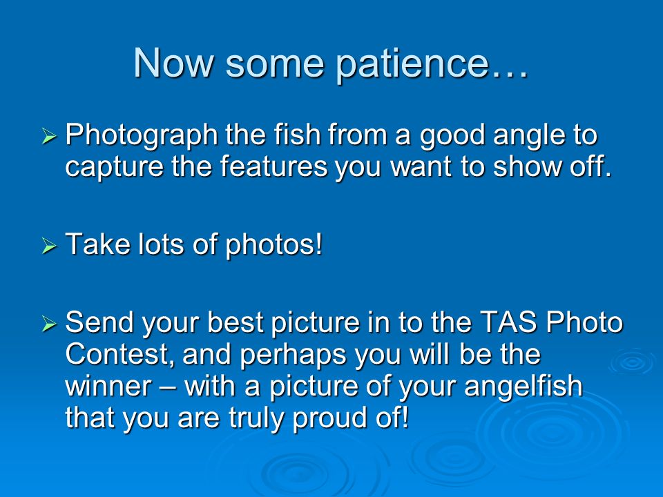 Now some patience…  Photograph the fish from a good angle to capture the features you want to show off.