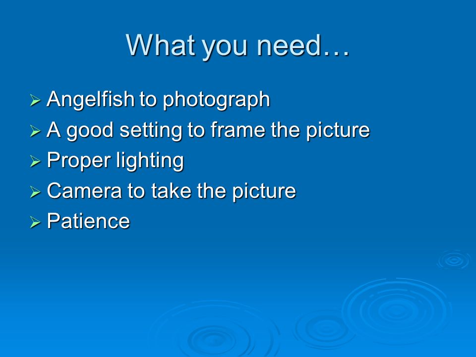 What you need…  Angelfish to photograph  A good setting to frame the picture  Proper lighting  Camera to take the picture  Patience