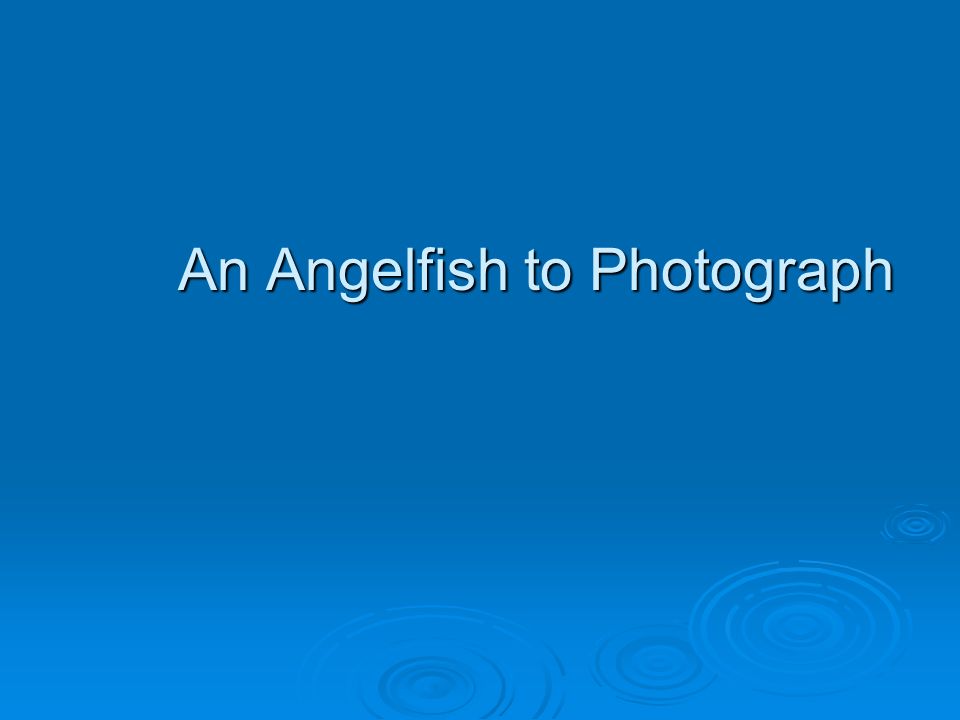 An Angelfish to Photograph