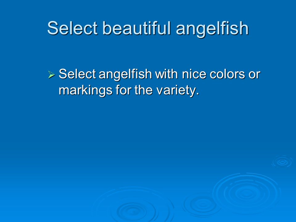 Select beautiful angelfish  Select angelfish with nice colors or markings for the variety.