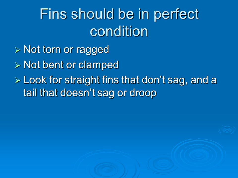 Fins should be in perfect condition  Not torn or ragged  Not bent or clamped  Look for straight fins that don’t sag, and a tail that doesn’t sag or droop