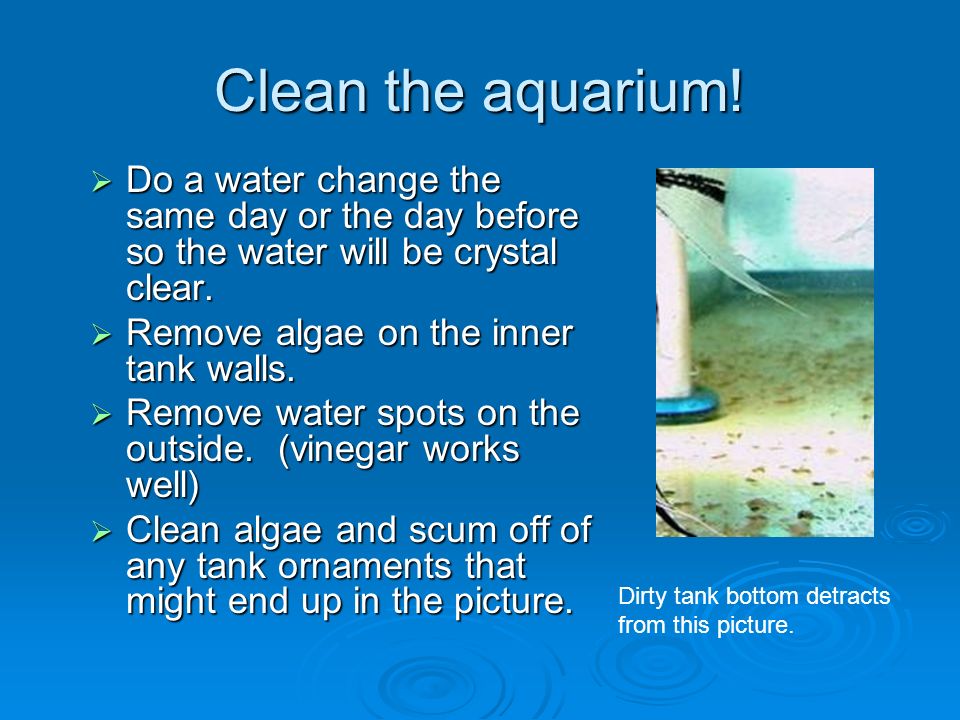 Clean the aquarium.