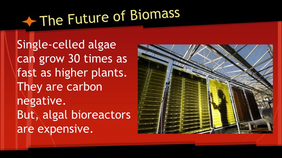 The Future of Biomass Single-celled algae can grow 30 times as fast as higher plants.