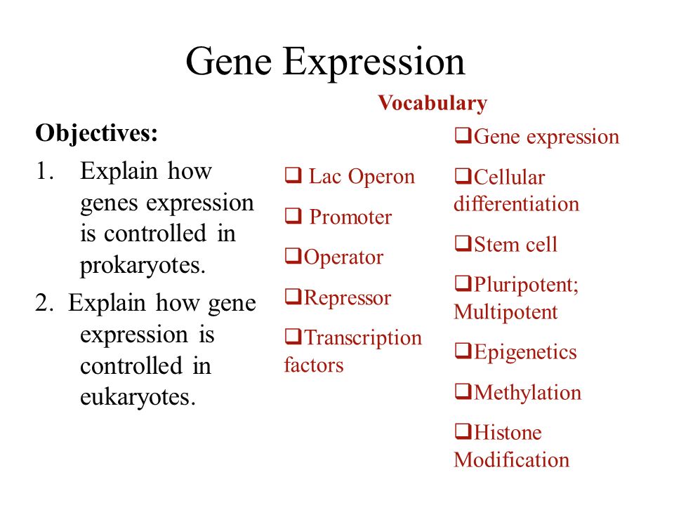 Gene Expression Objectives: 1.Explain how genes expression is controlled in prokaryotes.