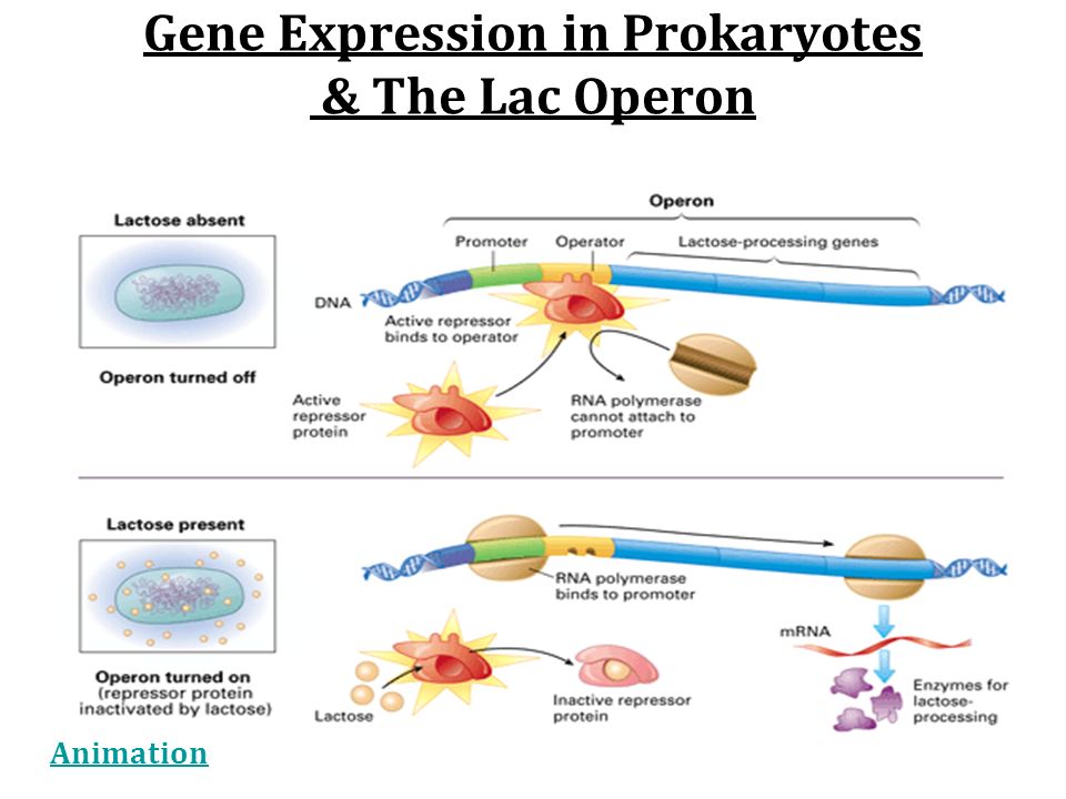 Gene Expression in Prokaryotes & The Lac Operon Animation
