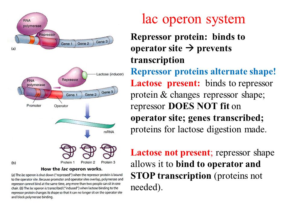 lac operon system Repressor protein: binds to operator site  prevents transcription Repressor proteins alternate shape.