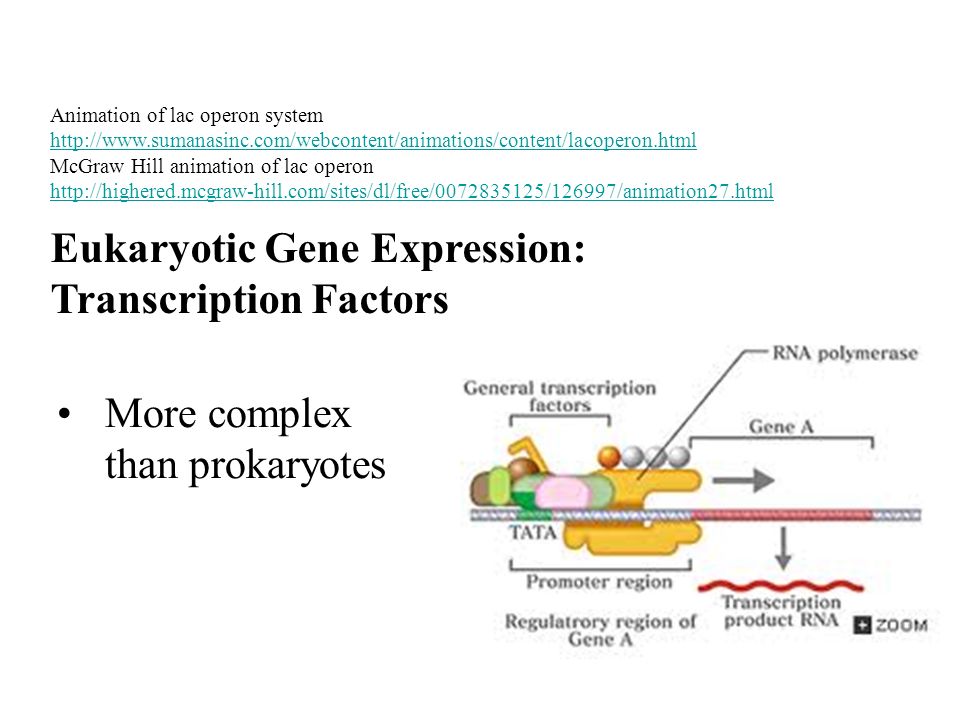 Animation of lac operon system   McGraw Hill animation of lac operon   Eukaryotic Gene Expression: Transcription Factors More complex than prokaryotes