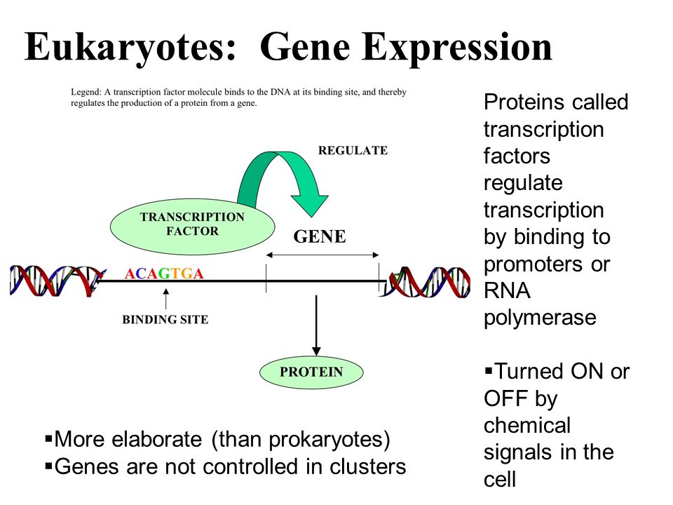  More elaborate (than prokaryotes)  Genes are not controlled in clusters Eukaryotes: Gene Expression Proteins called transcription factors regulate transcription by binding to promoters or RNA polymerase  Turned ON or OFF by chemical signals in the cell