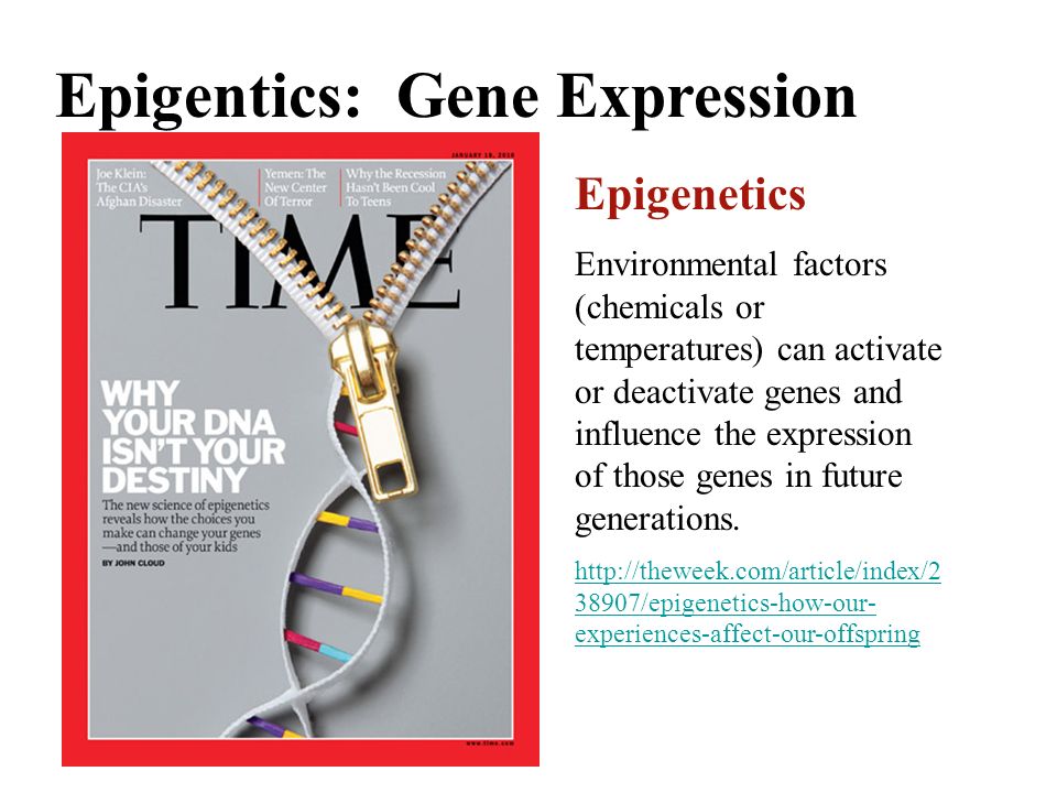 Epigentics: Gene Expression Epigenetics Environmental factors (chemicals or temperatures) can activate or deactivate genes and influence the expression of those genes in future generations.