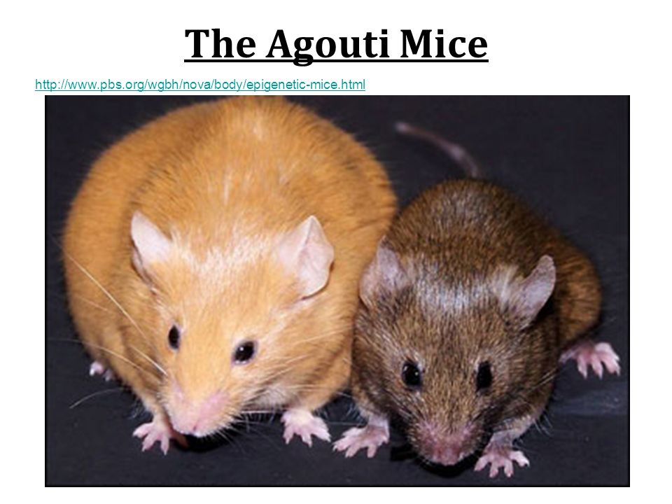 The Agouti Mice