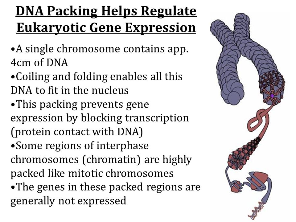 DNA Packing Helps Regulate Eukaryotic Gene Expression A single chromosome contains app.