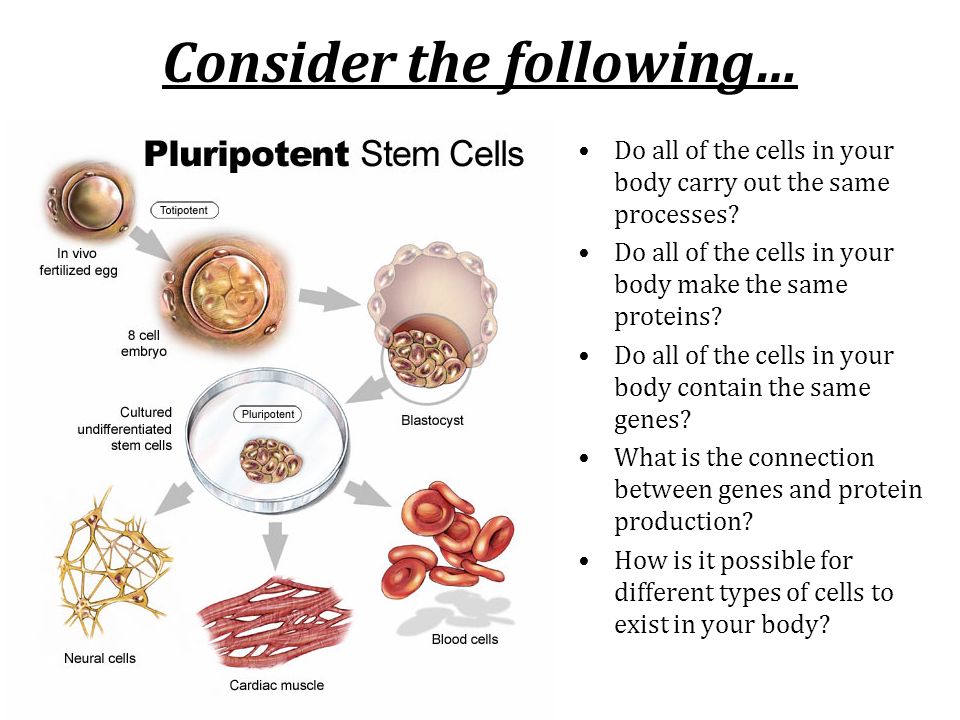 Consider the following… Do all of the cells in your body carry out the same processes.