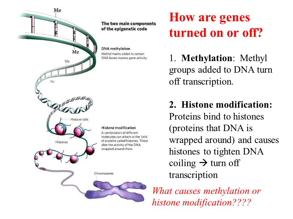 How are genes turned on or off. 1. Methylation: Methyl groups added to DNA turn off transcription.
