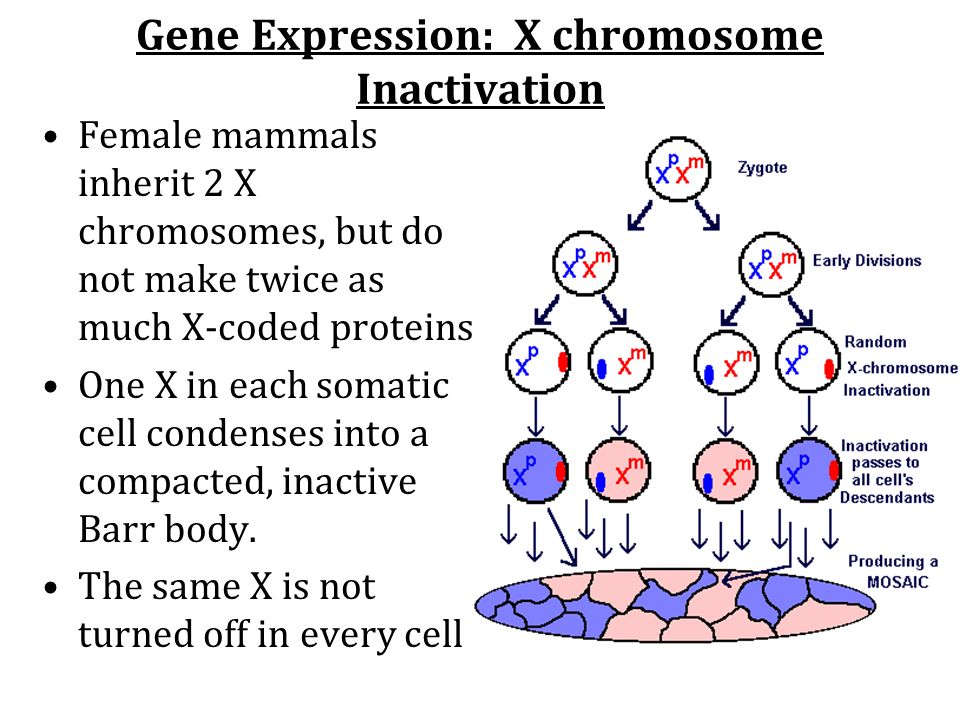 Gene Expression: X chromosome Inactivation Female mammals inherit 2 X chromosomes, but do not make twice as much X-coded proteins One X in each somatic cell condenses into a compacted, inactive Barr body.