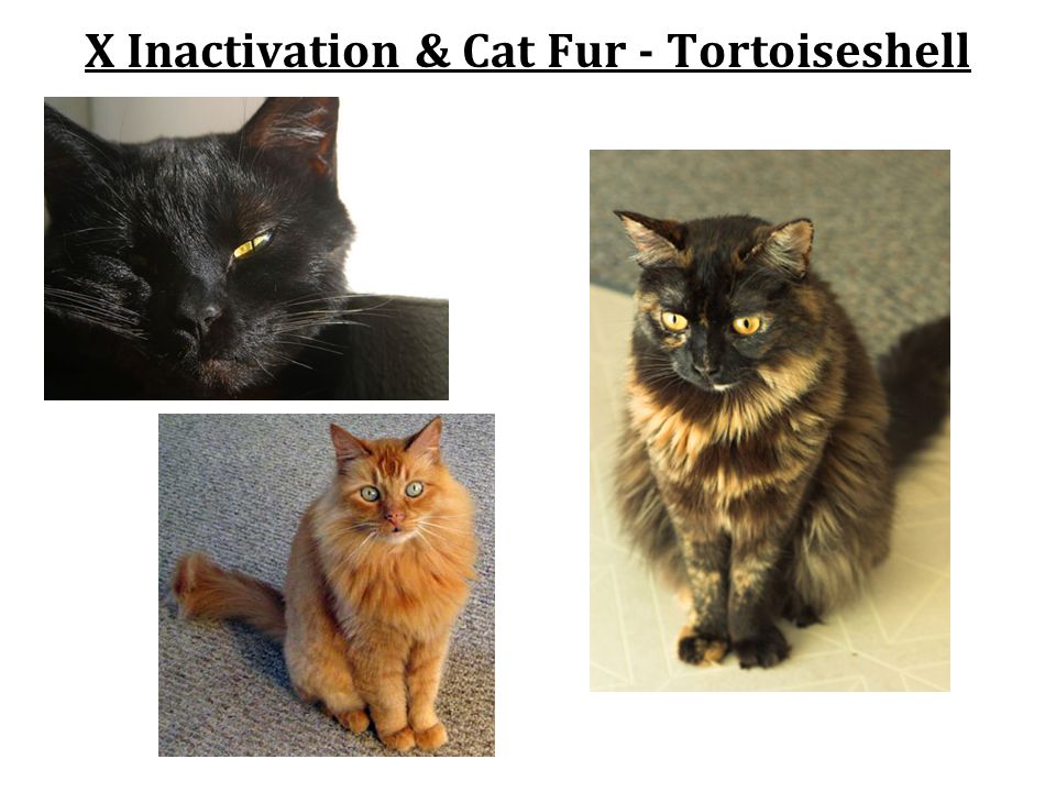 X Inactivation & Cat Fur - Tortoiseshell